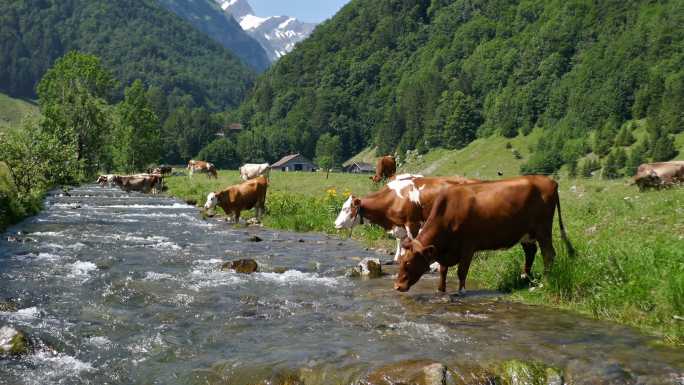 瑞士高山牧场上的奶牛