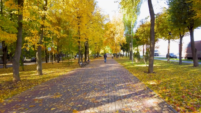 城市公园落叶深秋白果树