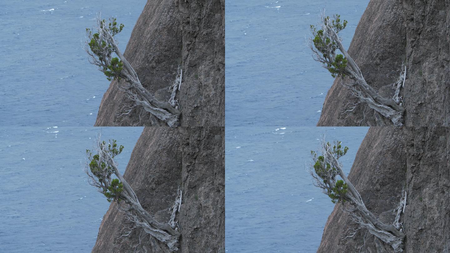 悬崖上的树岩石躲避湖水