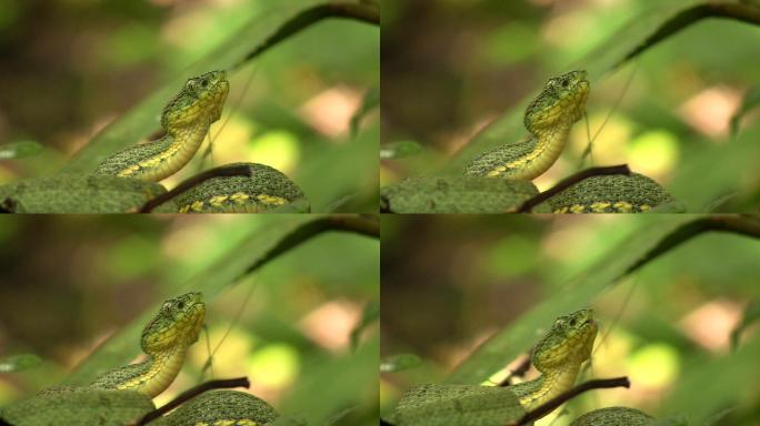 双条纹森林蝰蛇超清拍摄天然生态动物保护