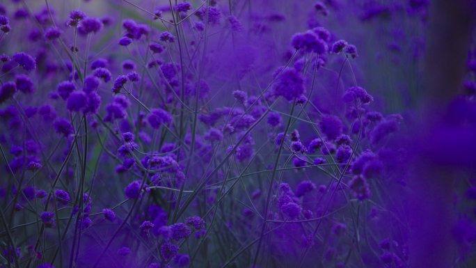 紫色小花 紫色花朵