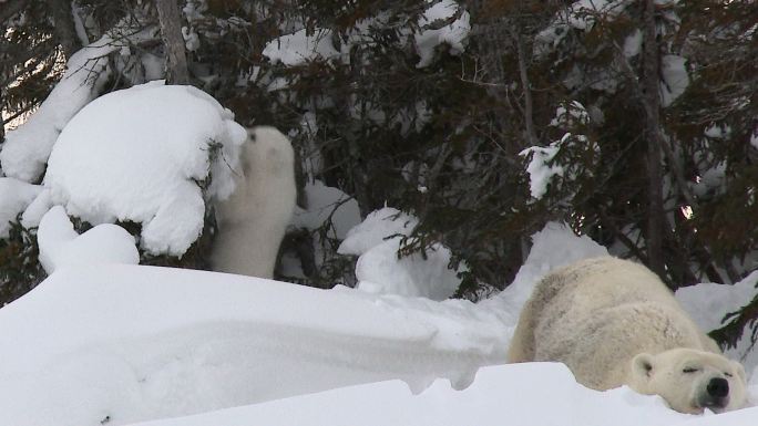 北极熊和幼崽北极圈冰天雪地北冰洋白熊