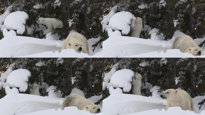 北极熊和幼崽北极圈冰天雪地北冰洋白熊