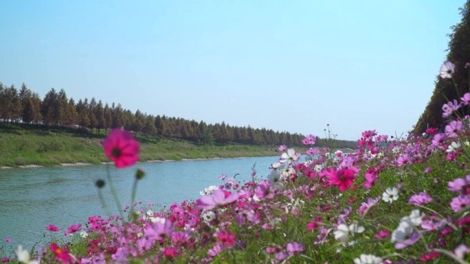 铺满鲜花的道路