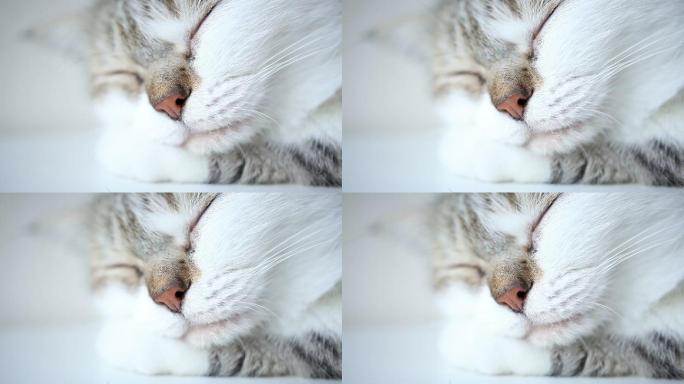 猫睡觉的特写镜头猫