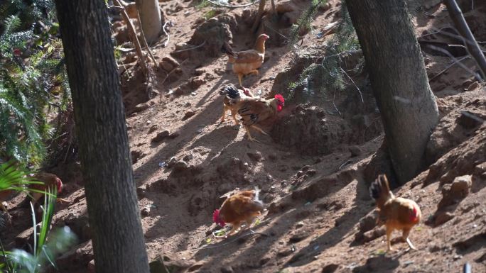 农场 农村散养鸡群
