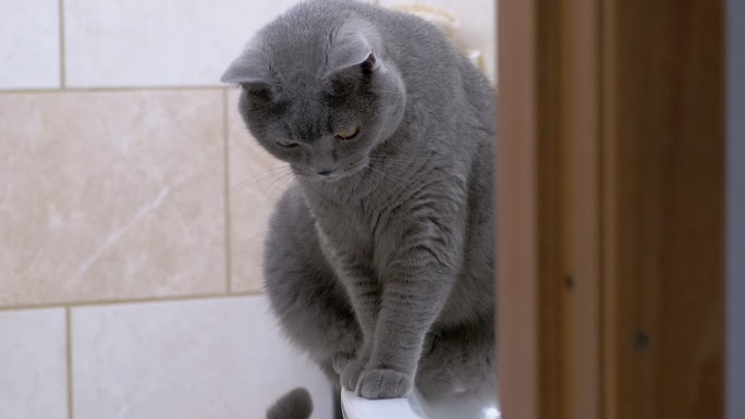 英国纯种猫坐在浴室的洗脸盆上