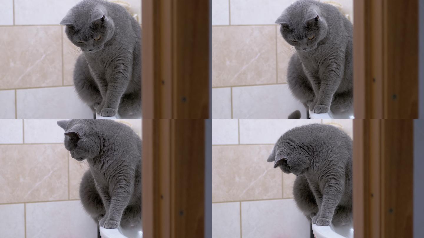 英国纯种猫坐在浴室的洗脸盆上