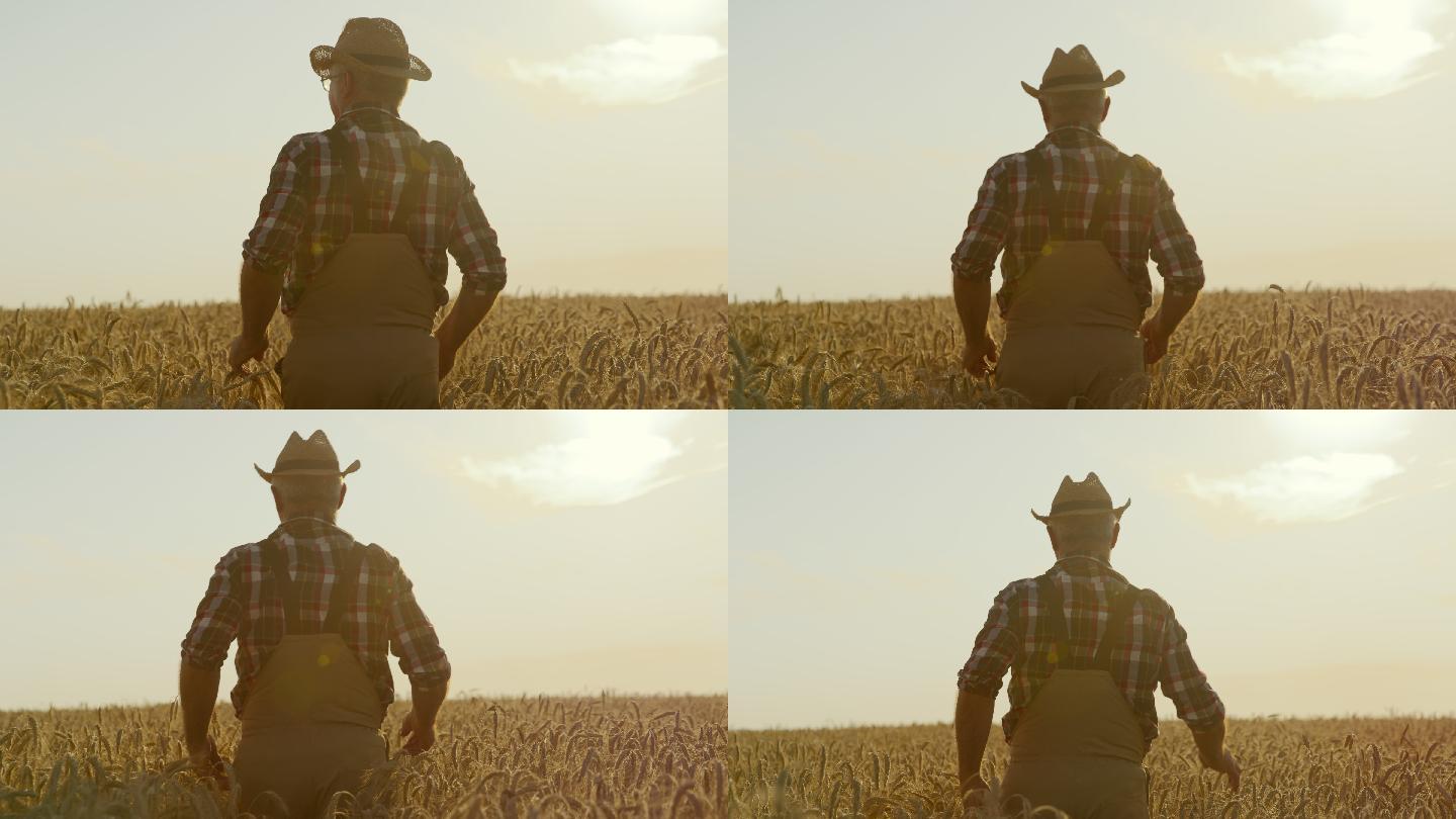 日落时分，一位老农穿过麦田的慢镜头。