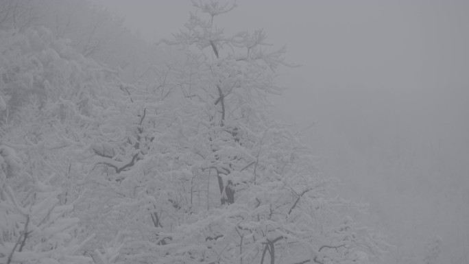 树上积雪空境