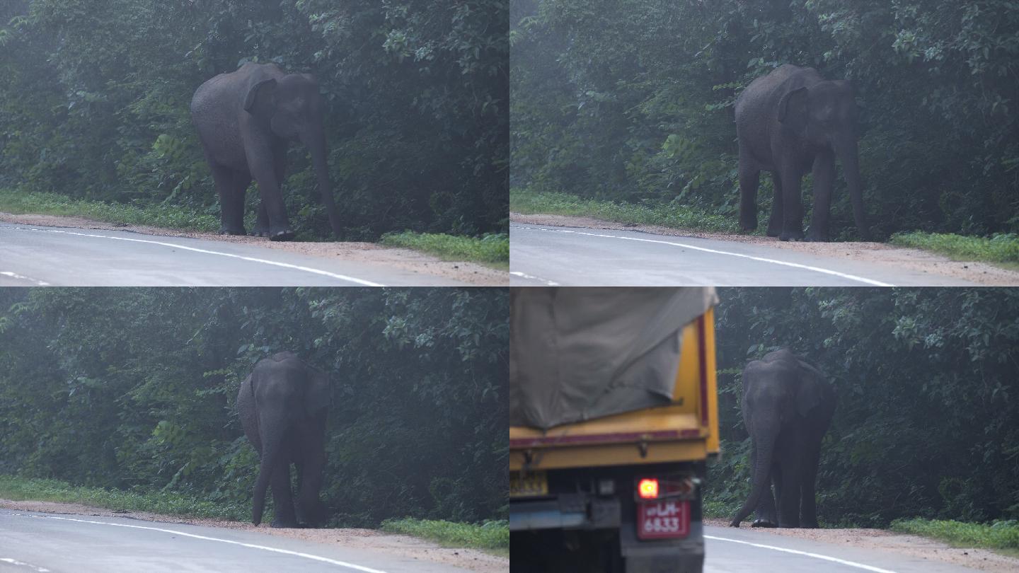 公路旁的野生大象浅析野象过马路