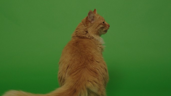 可爱的橙色猫在绿色屏幕上行走