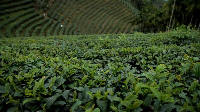 茶园茶山梯田茶叶种植