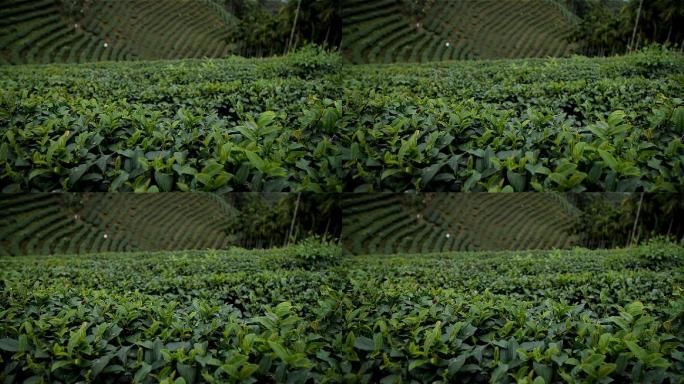 茶园茶山梯田茶叶种植