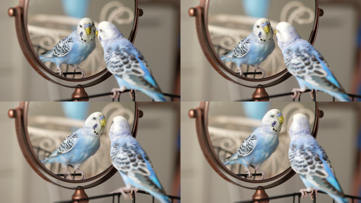 蓝色雄性鹦鹉照镜子