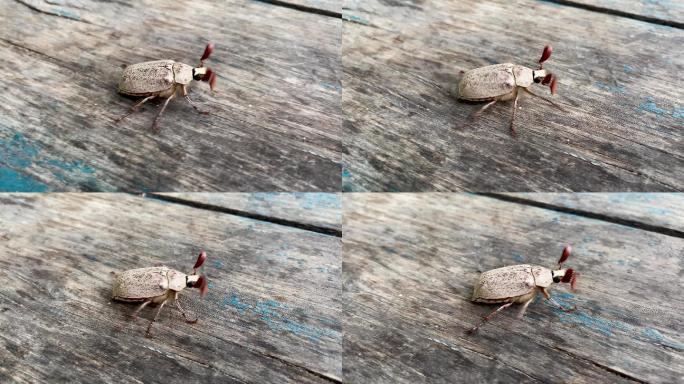 有角的大甲虫特写镜头
