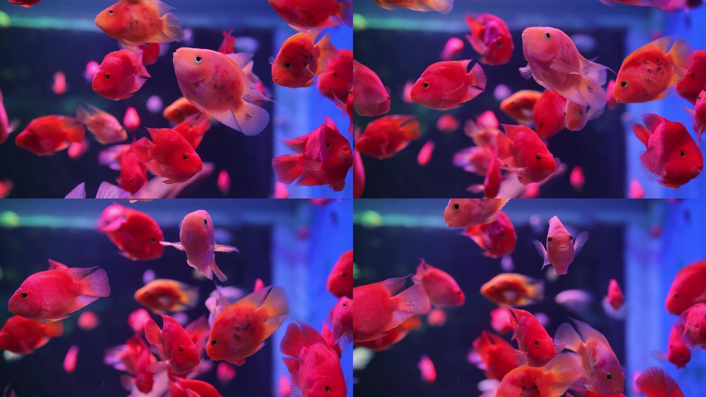 在水族馆游泳的红鱼