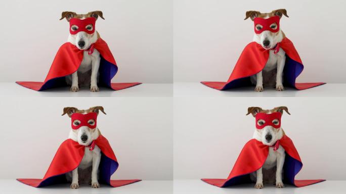 穿着超级英雄服装的滑稽狗