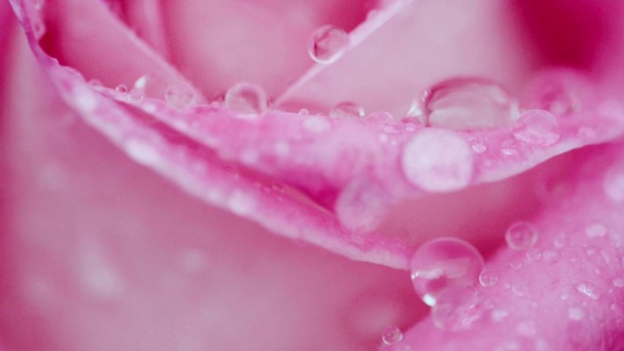 单瓣粉红色玫瑰在雨中摇摆，特写