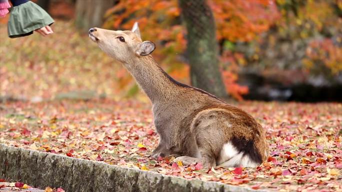 秋天的枫叶和狍子野生动物园的袍子小鹿枫叶