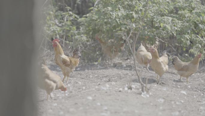农场 散养鸡群4K 视频 可调色