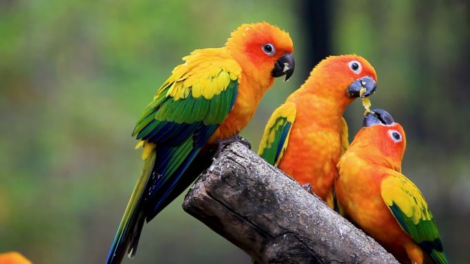 彩色鹦鹉鸟儿站在枝头自然春天森林鸟类野生