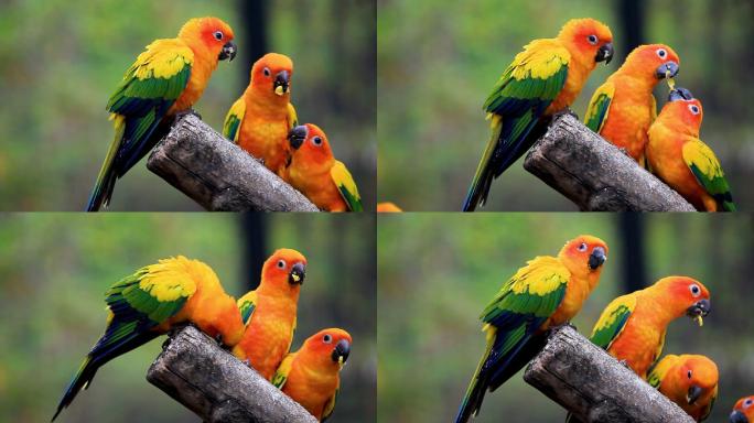 彩色鹦鹉鸟儿站在枝头自然春天森林鸟类野生