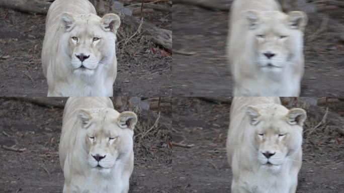 动物园里的母狮子白狮子散步 (1)