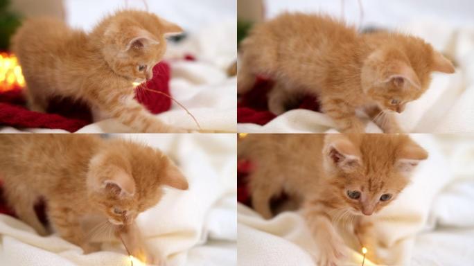 黄色小猫玩圣诞花灯