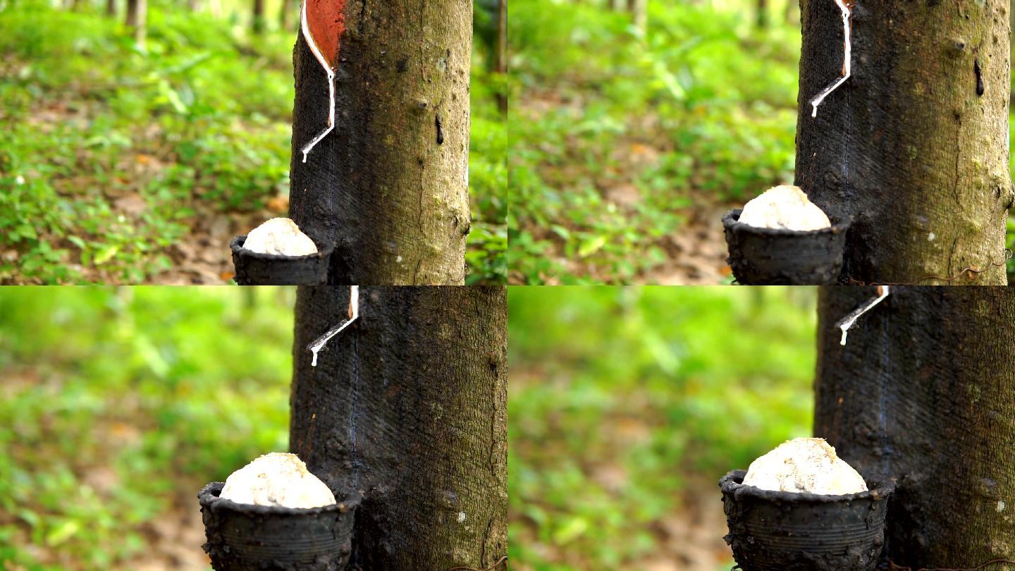 橡胶树收获胶白色滴
