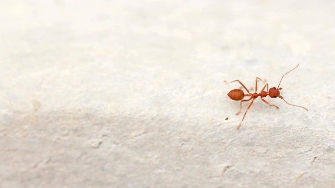 蚂蚁大自然蚁群蚁族觅食搬家