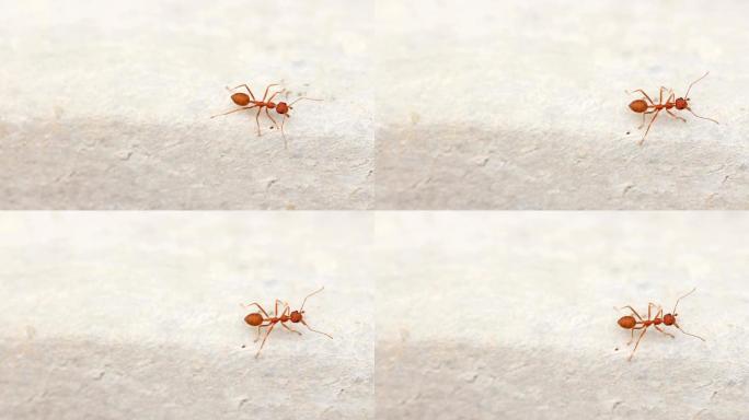 蚂蚁大自然蚁群蚁族觅食搬家