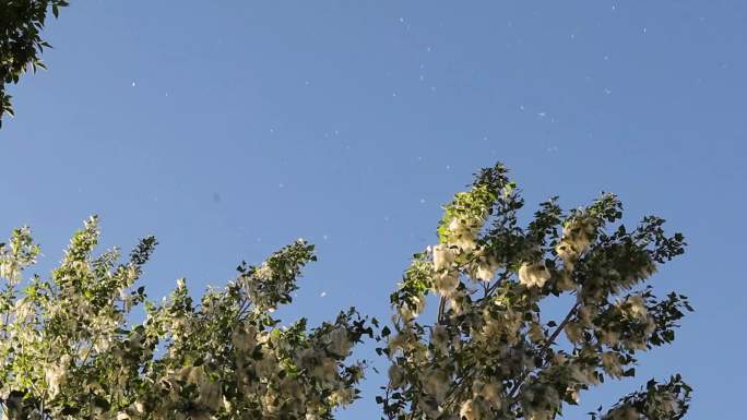 夏天，棉白杨树在空气中撒播种子。