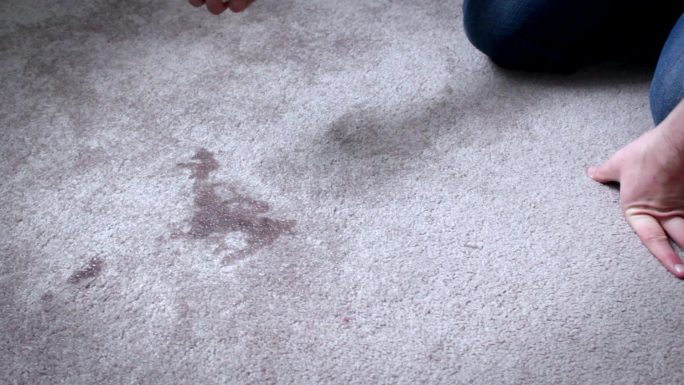 房主正在清理地毯上的狗屎