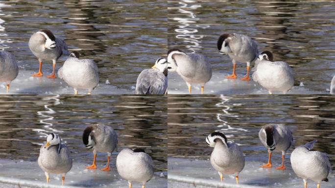 冬季结冰湖面上的水禽鸭子鸳鸯天鹅 (1)