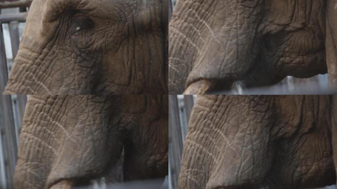 关在笼子里的大象眼睛耳朵象牙 (7)