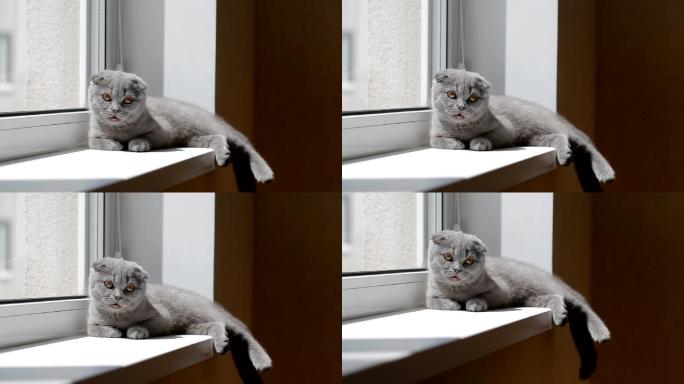 窗台上垂耳的小猫