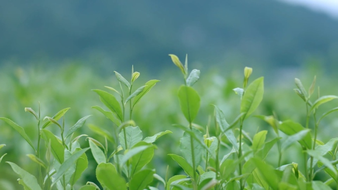 【原创】茶叶生长环境采摘