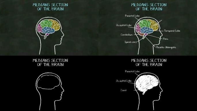 在黑板上书写大脑的“中间部分”。
