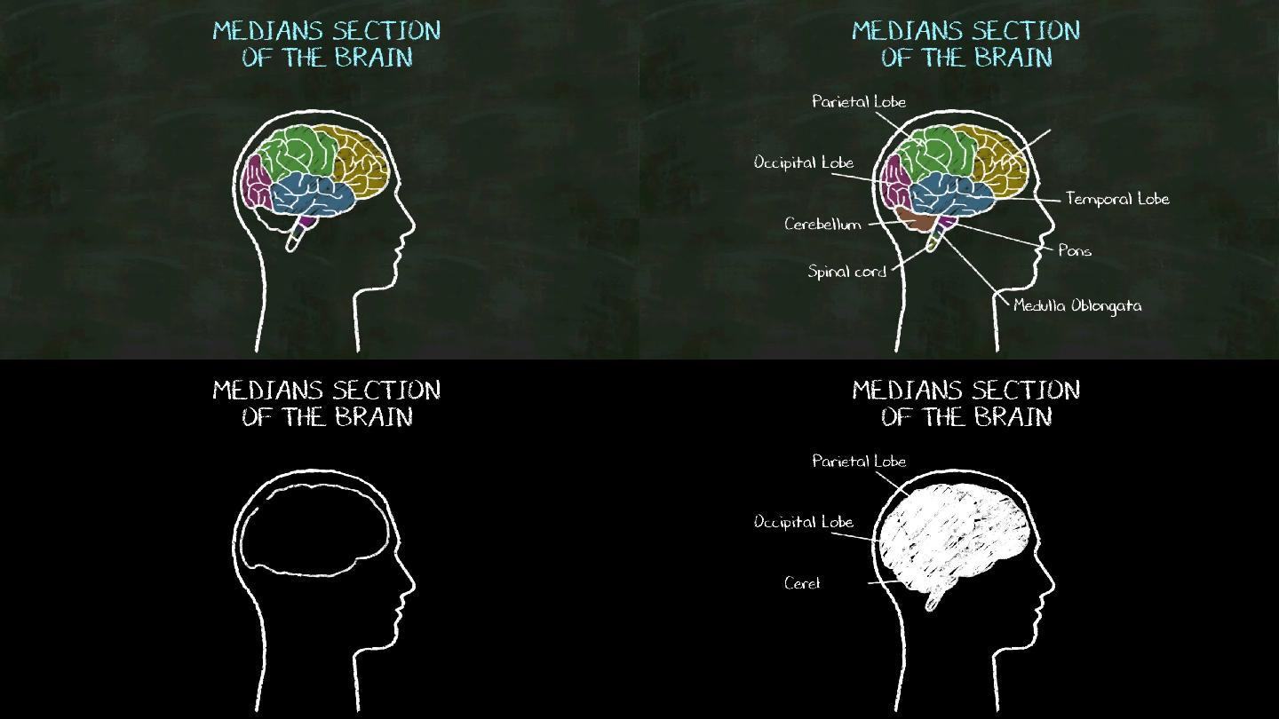 在黑板上书写大脑的“中间部分”。