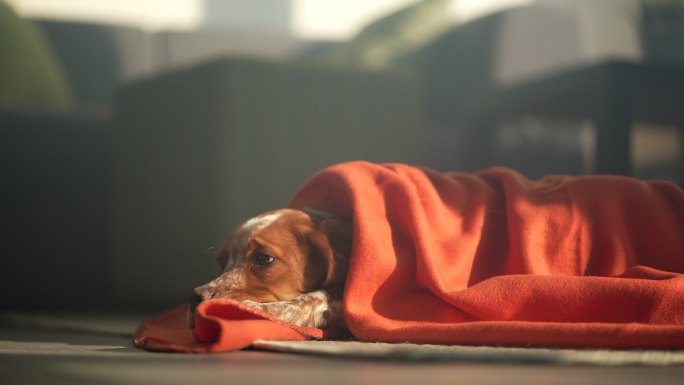 可爱的小狗躺在客厅的地毯上盖着毯子