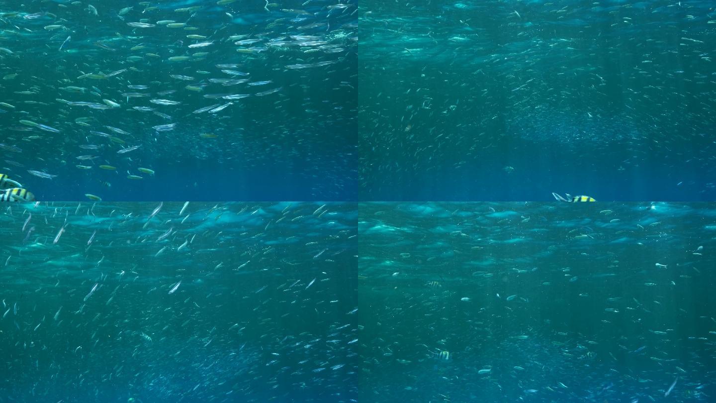 小鱼群在水中觅食