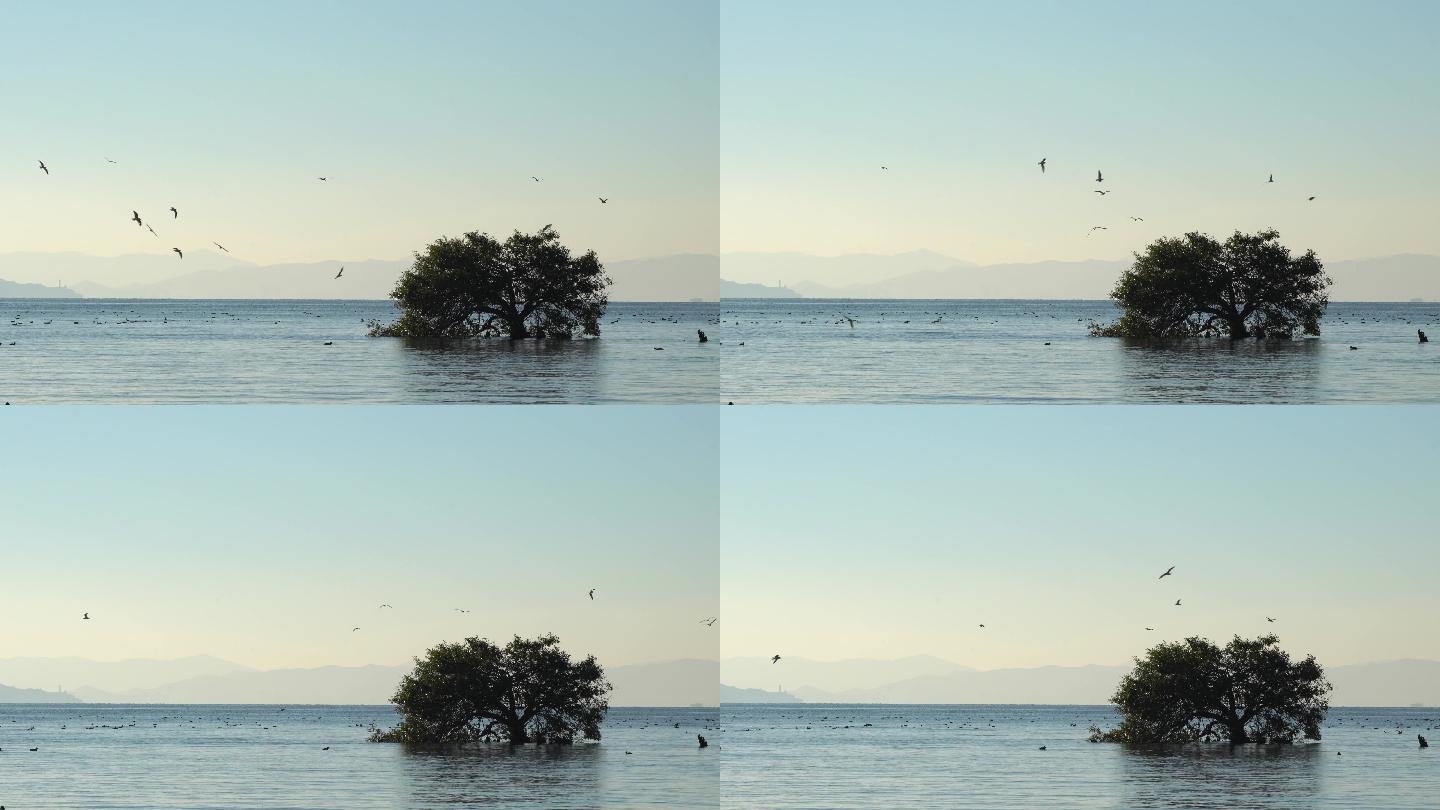 海鸥与树