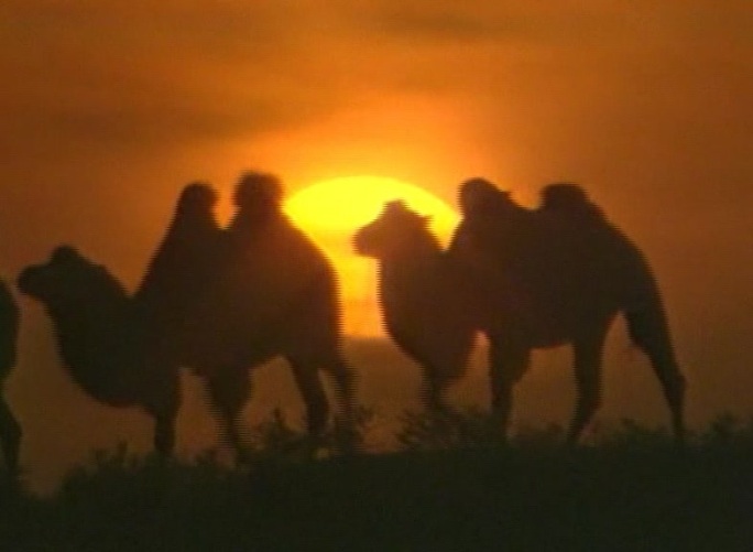 沙漠骆驼行走镜头