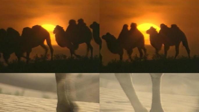 沙漠骆驼行走镜头