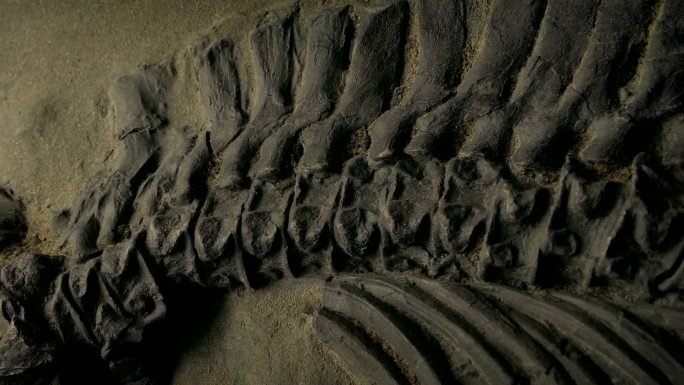 古代恐龙化石实拍视频素材