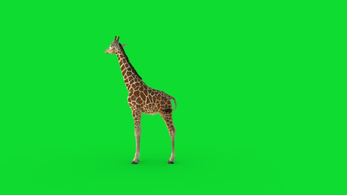 长颈鹿绿屏绿幕抠像