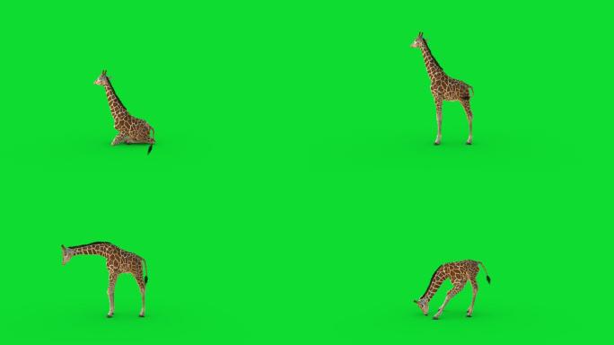 长颈鹿绿屏绿幕抠像