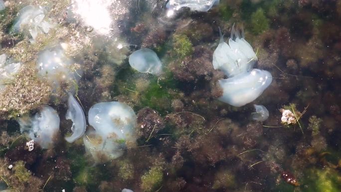 大水母漂浮在海边的海藻中