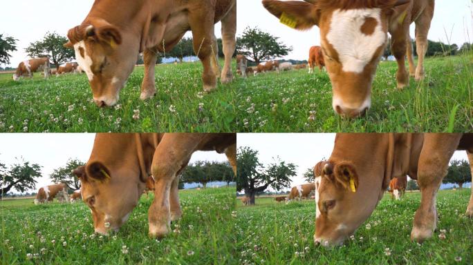 牛吃草放牧放牛产地基地产业农业养殖